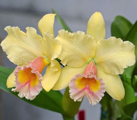 Cattleya Orchid yellow Cattleya Orchids, Yellow Orchid, Cattleya Orchid, Exotic Orchids, Orchid Care, Orchid Plants, Beautiful Orchids, Rare Flowers, Orchid Flower