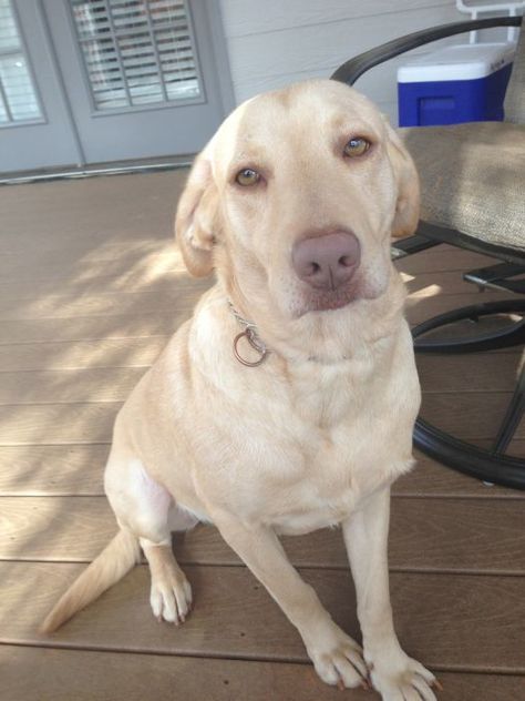 Mr Brown – Adopted 2/23/13 | Labrador Friends of the South Dudley Labrador, Happy Gotcha Day, Mr Brown, Tips For Dogs, Big Brown Eyes, Adoption Day, Dog Happy, Gotcha Day, Labrador Retriever Puppies