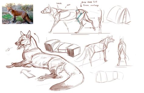 Fox Anatomy, Some Drawings, Cat Anatomy, Fox Drawing, Nature Sketch, Animal Guides, Animal Anatomy, Animal Study, Canine Art