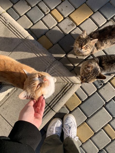 #cats #art #fashion #aesthetic #ukraine People With Cats Aesthetic, Petting Stray Cats Aesthetic, Petting Cat Aesthetic, Street Cats Aesthetic, Cat Owner Aesthetic, Cats On Street, Stray Cat Aesthetic, Cat On Street, Aesthetic Ukraine