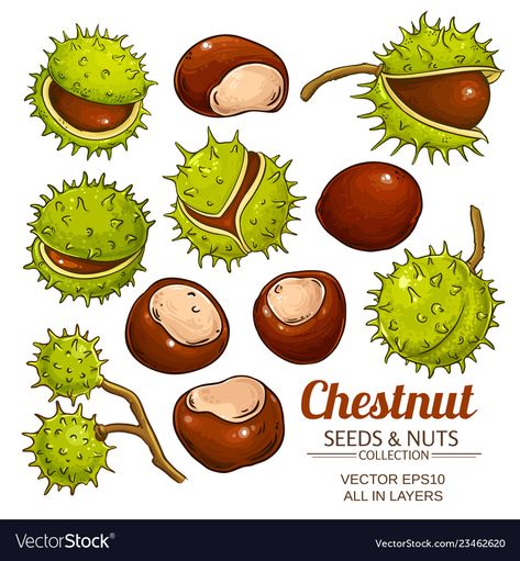 Conker Illustration, Chestnut Drawing, Chestnut Illustration, Mustard Plant, Herb Art, Kids Activities At Home, Merry Christmas Background, Download Background, Sketches Easy