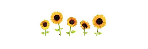 Sunflower Cover Photo, Sunflower Header, Sunflower Widget, Sunflower Banner, Notion Setup, Flower Header, Highlight Ig, Fb Banner, Hd Wallpapers For Laptop