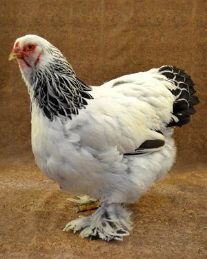 7 Chicken Breeds with Feathered Feet Light Brahma Chicken, Light Brahma, Brahma Chicken, Beautiful Chickens, Hen Chicken, Chickens And Roosters, Chicken Runs, Chicken Breeds, Rare Breed