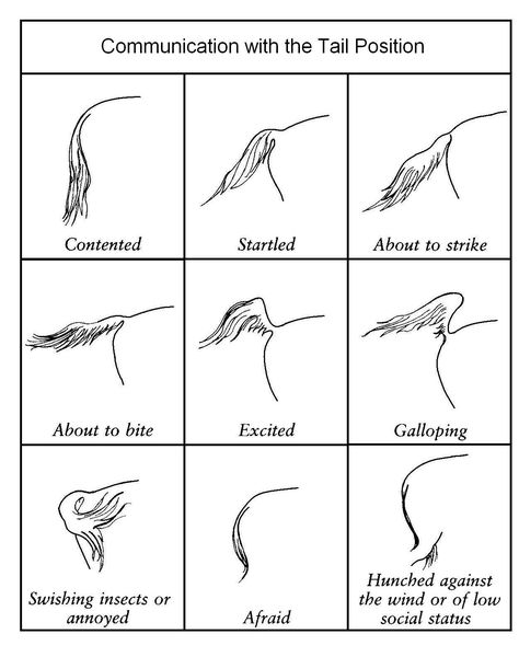 Tail Positions - what they communicate Horse Behavior, Horse Lessons, Horse Information, Cai Sălbatici, Horse Care Tips, Horse Facts, Horse Info, Rasy Koni, Horse Riding Tips