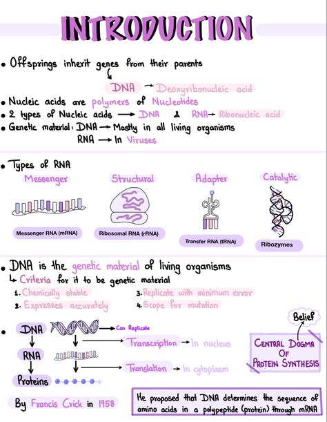 Nucleic Acid Notes, Biology Notes Ipad, Protein Synthesis Notes, Cute Ipad Notes, Notes On Goodnotes, Dna Notes, Goodnotes Inspiration, Genetics Notes, Alevel Biology