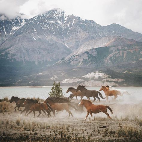 Yukon Territory, Horses Running, Wilde Westen, Scenery Photography, Appaloosa, Pretty Horses, Horse Photography, Horse Love, Horse Girl