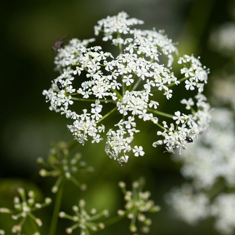 What does poison hemlock look like? How to spot one of America's deadliest plants Poison Hemlock, Deadly Plants, Poison Garden, Beautiful White Flowers, Live Earth, Flower Crew, Poisonous Plants, Brooke Shields, Flower Therapy