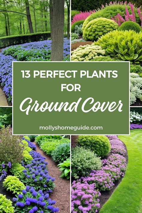 Discover a lush and vibrant garden landscape with the best ground cover plants to suit your needs. Whether you're looking for evergreen foliage, drought-tolerant options, or beautiful perennials, we've got you covered. Transform shaded areas with ground cover plants that thrive under trees or create a tropical oasis with exotic species. Explore our selection of top picks for ground cover plants that can enhance your outdoor space and even replace traditional lawns. Spice up your gardening projec Walkable Ground Cover, Ground Cover For Slopes, Evergreen Ground Cover Plants, Best Ground Cover Plants, Lawn Alternatives, Ground Covers, Creeping Jenny, Garden Floor, Tiny White Flowers