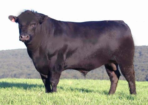 Black angus bull. Big daddy! Gado Leiteiro, Angus Bull, Farm Facts, Angus Cattle, Aberdeen Angus, Beef Cow, Dairy Cattle, Beef Cattle, Cattle Farming