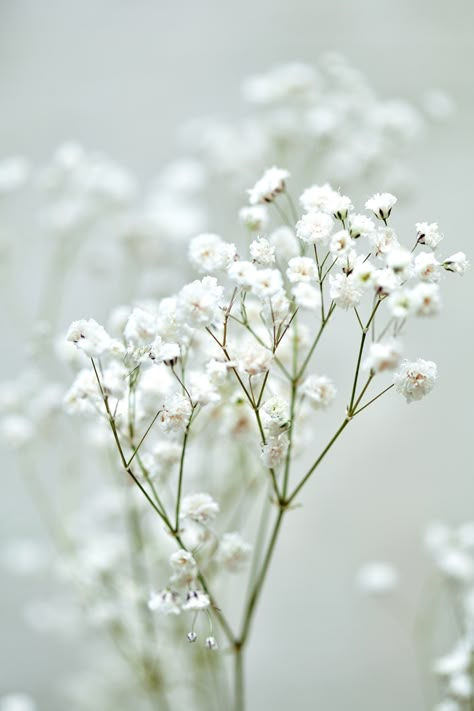 #gypsophila #whiteflower #aesthetic #minimalist #flowers Gypsophila Aesthetic, Nation Aesthetic, Baby Breath Flower, White Gypsophila, Gypsophila Flower, Home Weddings, Vintage Homes, Iphone Theme, Baby Breath