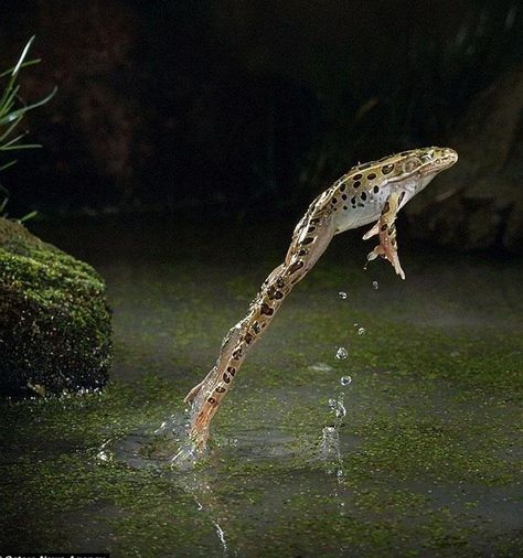 Leopard Frog Leaping Pixdaus.com Stop Motion Photography, High Speed Photography, Jumping Frog, Animal Movement, Motion Photography, Reptiles And Amphibians, Nature Photographs, Photo Reference, Toad