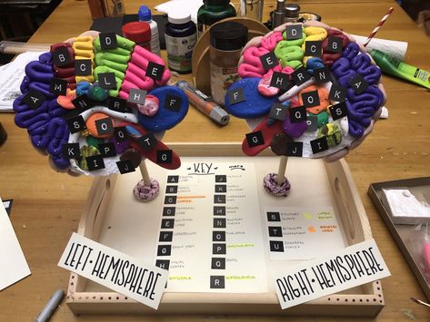 Ap Psych Brain Project, Psychology Model Project, Clay Brain Model, 3d Brain Project, Brain Project Model Psychology, Psychology Project, Brain Project, Ap Psych, Brain Models