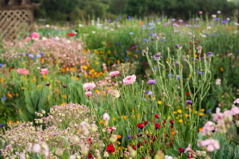 Wildflower gardens take planning and maintenance. You can't just scatter seeds. Here's how to start your wildflowers off right and keep them going. Wildflower Garden, I Hope, Plants, Flowers