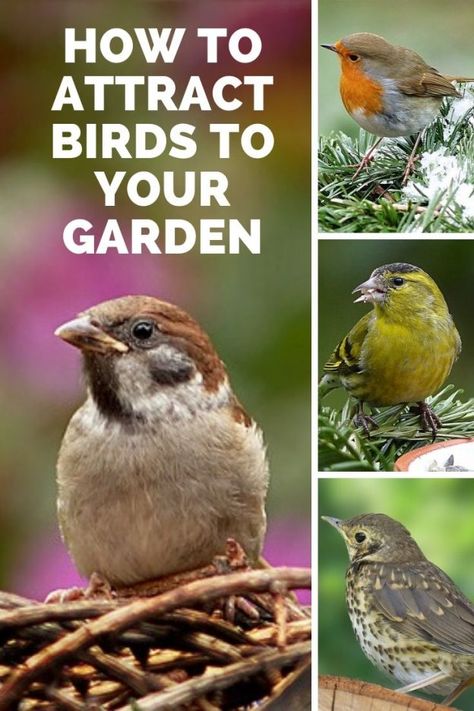 Backyard Birds Watching, Backyard Birds Sanctuary, Birds For Kids, Flowers To Grow, Meteor Garden 2018, Best Plants, Bird Crafts, How To Attract Birds, Game Birds