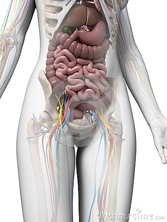 Womens Anatomy, Intestines Anatomy, Human Anatomy Picture, Human Anatomy Female, Human Body Diagram, Anatomy Education, Create Aesthetic, Anatomy Illustration, Human Body Organs