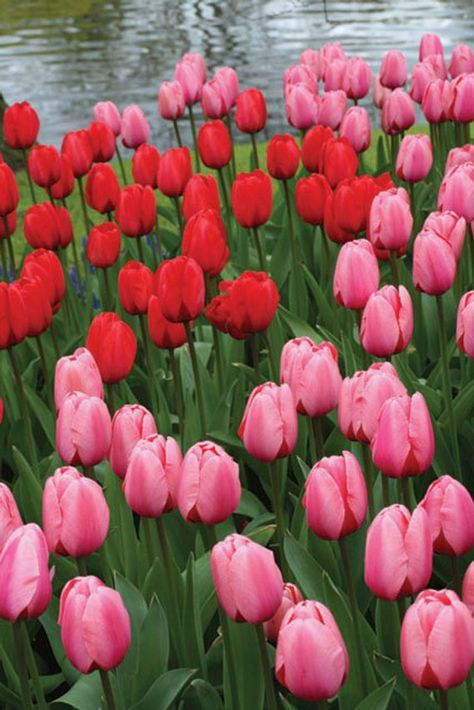 Red And Pink Tulips, Spring Red, Clear Vases, Tulip Bulbs, Bright Spring, Red Tulips, Pink Tulips, Plant Roots, Autumn Painting