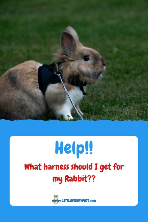 Rabbit Harness Diy, Rabbit Harness, Bunny Harness, French Lop, All About Rabbits, Bunny Care, Small Rabbit, Pet Bunny, Proper Diet