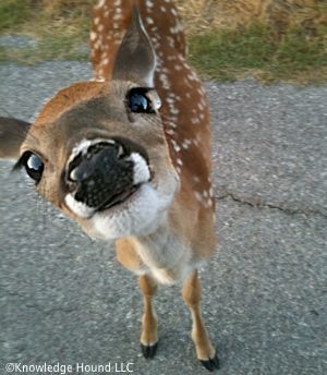 Fawn Oc, Deer Pfp, Vacation Baddie, Dear Animal, Fawn Animal, Deer Eyes, Funny Deer, Deer Pictures, Deer Fawn