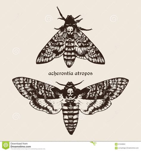 Illustration about Vector hand drawn Deaths head hawk moths illustration. Signature is the Latin name of the species. Illustration of gothic, butterfly, beauty - 61948952 Moths Illustration, Tattoo Papillon, Eye Tattoo Meaning, Moth Drawing, Moth Tattoo Design, Moth Illustration, Deaths Head, Tatuagem Masculina Pequena, Butterfly Eyes