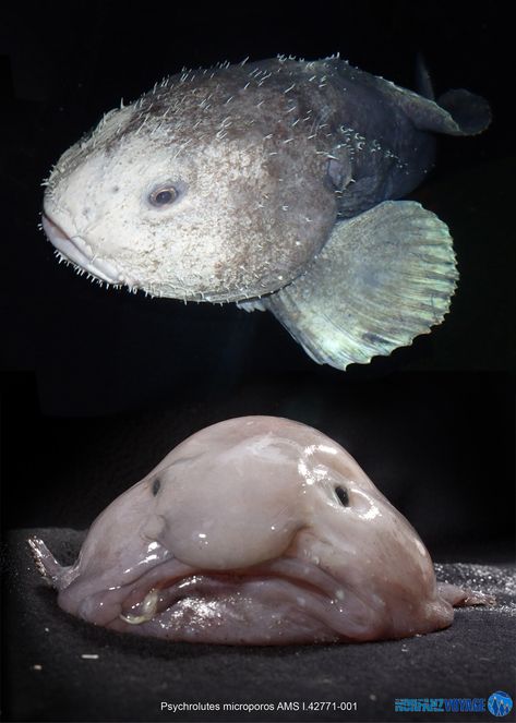 blobfish. Blobfish In Water, Blobfish Underwater, Animal Personification, Blob Fish In Water, Real Sea Monsters, Ugly Creatures, Pressure Oc, Blob Fish, Flower Garden Pictures