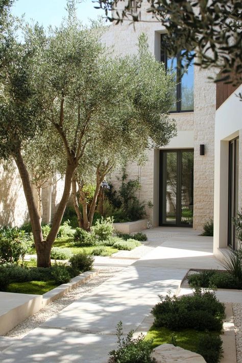 Mediterranean Garden With Pool, Olive Tree In Courtyard, Contemporary Mediterranean Garden, Olive Trees Front Garden, Mediterranean Modern Garden, Meditterean Garden Backyards, Modern Mediterranean Landscape Design, Modern Mediterranean Landscape, Mediterranean Courtyard Ideas