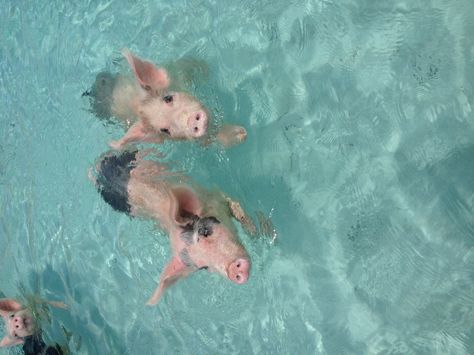 Swimming with the pigs in Exuma Keys, Bahamas Pig Beach Bahamas, Bahamas Pigs, Pig Island, Pig Beach, Swimming Pigs, Bahamas Travel, Disney Musical, Bahamas Vacation, Cute Animal Photos