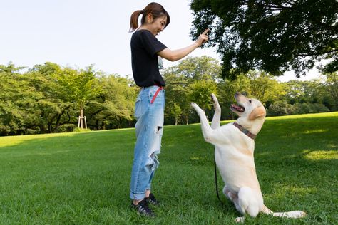 Dog Trainer Photoshoot, Dog Trainer Aesthetic, Trainer Photoshoot, Dog Walking Flyer, Dog Snapchats, Dog Body Language, Colorful Hairstyles, Guard Dog, Dog Training Advice