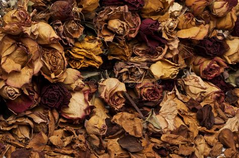 Flowers On The Ground, Dead Nature, Decay Art, Advanced Higher Art, Dead Flowers, Summer Series, Design Aesthetics, Brown Flowers, Natural Form