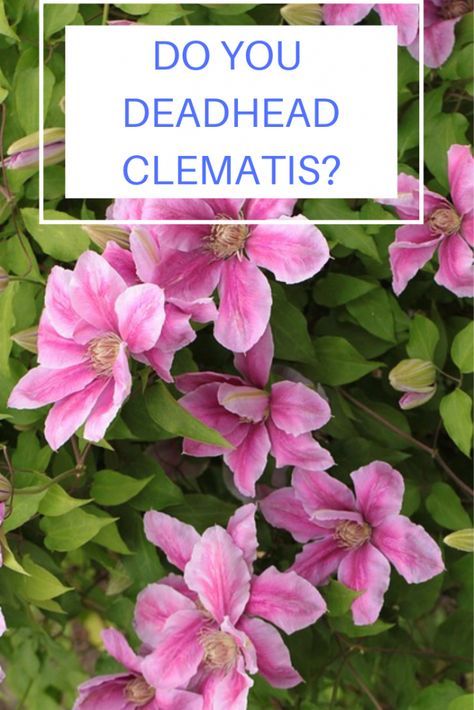 Clematis In Pots, Outdoor Reference, Eden Climbing Rose, Growing Clematis, Clematis Care, Roses Climbing, Clematis Varieties, Climbing Clematis, Rambling Roses