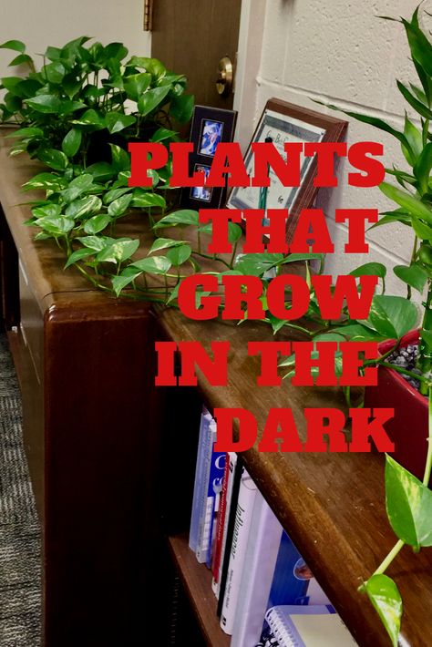 Plants In Room With No Windows, Plants For Dark Bedroom, Dark Room No Windows, Dark Office With Plants, Dark Style Bathroom, Plants For Rooms With No Windows, Window Well Plants, Floral Office Decor, Plants For Bathroom With No Windows