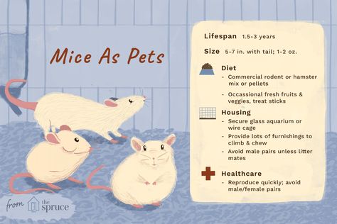 Pet Mouse Aesthetic, Pet Mice Cage, Fancy Mice Cage Ideas, Mice Cage Ideas, Mice Pet, Fancy Mice, Hamster Ideas, Pet Mouse, Fancy Mouse