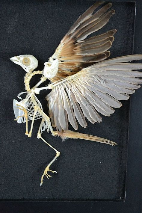 Sleep Painting, Poisonous Garden, Bird Skeleton, Bird Bones, Bird Taxidermy, Fox Skull, Skeleton Anatomy, Skeleton Drawings, Animal Skeletons