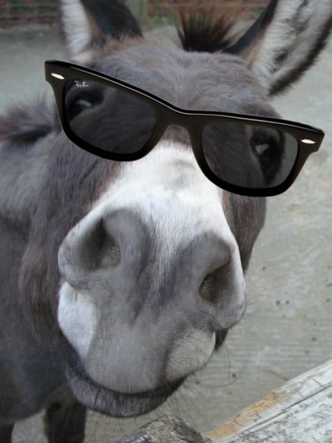 #Donkey in #wayfarers Funny Donkey Pictures, Donkey Pics, Donkey Images, Donkey Funny, Miniature Donkey, Cute Donkey, A Donkey, Weird Quotes Funny, Davos