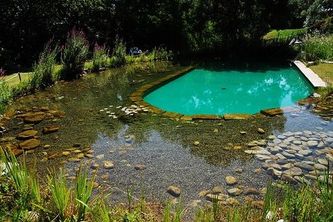 Bio Pool, Swimming Pool Pond, Natural Swimming Ponds, Pool Chlorine, Swimming Pond, Natural Pond, Natural Swimming Pools, Piscina Natural, Natural Swimming Pool