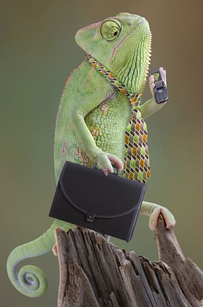 this lizard enjoys looking business-like. Colorful Lizards, Veiled Chameleon, Cute Reptiles, Funny Tattoos, Love My Kids, Sales Strategy, Reptiles And Amphibians, Nature Images, Cool Costumes