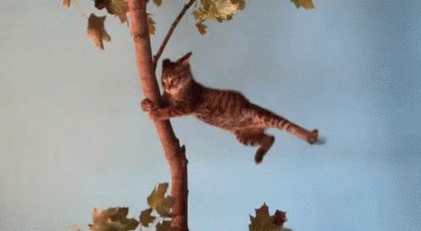 Cat Wind GIF - Cat Wind Blow - Discover & Share GIFs Blowin' In The Wind, Windy Day, Cat Gif, Crazy Cats, A Cat, Animals And Pets, Animated Gif, Cool Gifs, Dachshund