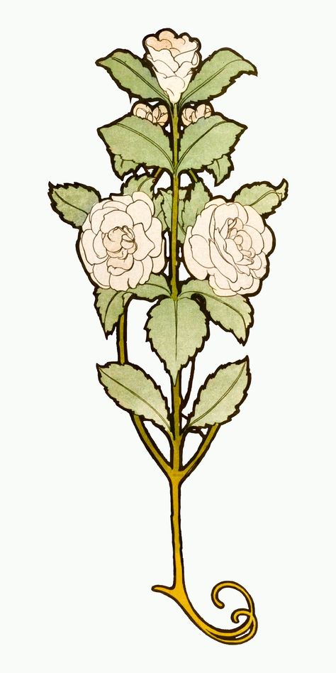 Art nouveau white rose vector, remixed from the artworks of Alphonse Maria Mucha | premium image by rawpixel.com Art Nouveau Flowers Illustration, White Rose Png, Art Nouveau Mucha, Art Nouveau Tattoo, Alphonse Mucha Art, Mucha Art, Rosé Png, Art Nouveau Flowers, Art Nouveau Illustration