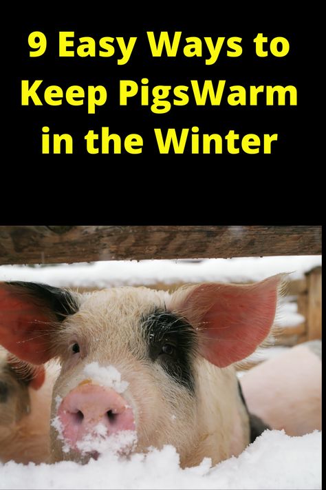 Easy Pig Pen Ideas, Pig Shelters For Winter, Mobile Pig Shelter, Winter Pig Shelter, Diy Pig Pen Ideas, Pig Shelter Diy, Pig Barn Ideas, Pig Farming Design, Meat Pigs