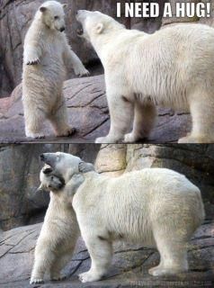 hugs Cute Polar Bear, Need A Hug, Bear Hug, Polar Bears, Sweet Animals, Funny Animal Pictures, Animal Memes, Beautiful Creatures, Funny Cute