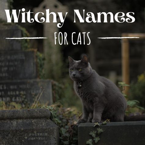 Cat Names Witchy, Magical Cat Names, Witchy Pet Names, Witch Cat Names, Male Black Cat Names, Mystic Names, Black Mainecoon Cat, Cat Names Ideas, Halloween Names For Cats