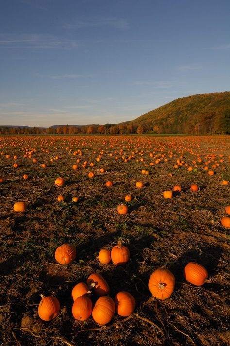 Pumpkins grow in abundance in our part of Pennsylvania.  We took this picture not far from our country home.   This photo makes a great spur of the moment gift, greeting card or picture to print for your own home. Print aspect ratio is 3:2. This will print best in sizes 4x6, 6x9, 8x12, 10x15, 12x18. We recommend that you use premium photo paper or card stock for your best results. Enjoy it and print as often as you like but please remember it is intended for your personal use only and not for resale or commercial use. If you are interested in commercial use or require a higher resolution, please contact us. We also sell our photos at https://geogalleries.com/barryandcathybeck/ Country Fall Aesthetic, Farmland Aesthetic, Preppy Fall Aesthetic, Picture To Print, Leaves Changing Color, Growing Pumpkins, Fall And Thanksgiving, Winter Illustration, Autumn Illustration