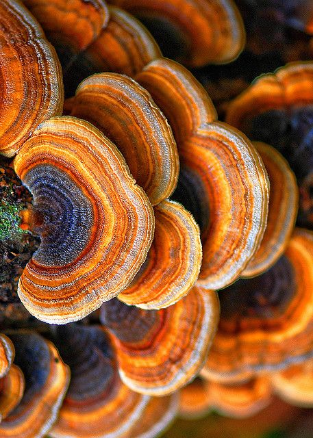 Fungus in the forest. Color and texture, orange, yellow, red, blue, purple, white hues. Would be a nice kitchen combo Mushroom Fungi, Natural Forms, Patterns In Nature, Science And Nature, Amazing Nature, Natural Wonders, 그림 그리기, Nature Beauty, Natural World