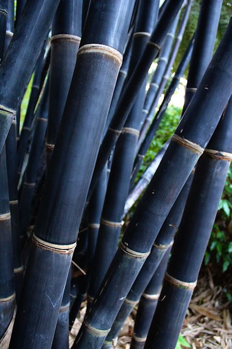 Gigantochloa atroviolacea — Guadua Bamboo Bamboo Growing, Bamboo Species, Clumping Bamboo, Black Fence, Bamboo Architecture, Bamboo Construction, Bamboo Box, Japanese Bamboo, Bamboo Garden