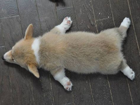 6 Corgi Puppies Sleep Their Way Into Your Heart Cute Corgi Puppy, Corgi Art, Dog Urine, Sleeping Puppies, Lab Puppies, Corgi Puppy, Cute Corgi, Puppies Funny