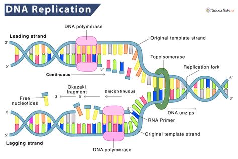 DNA Replication – Definition, Process, Steps, & Labeled Diagram Dna Replication Notes, Dna Replication Diagram, Replication Of Dna, Dna Replication Model, Drawing Biology, What Is Dna, Biology Notebook, Dna Ligase, Dna Cloning