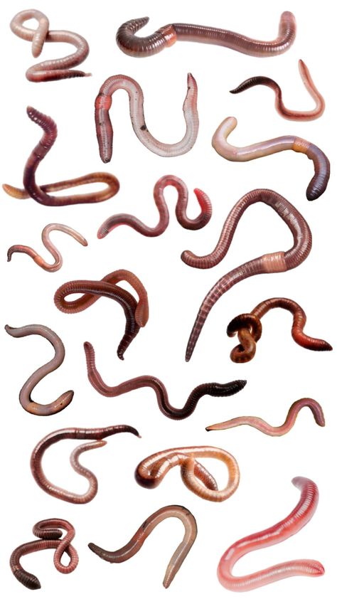 Earthworm Aesthetic, Worm Reference, Compost Aesthetic, Parasite Aesthetic, Worm Wallpaper, Sydney Sargent, Bug Wallpaper, Scary Bugs, Funky Wallpaper