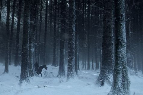 Lorcan Salvaterre, Game Of Thrones Aesthetic, Game Of Thrones Winter, Haunted Forest, Gra O Tron, House Stark, Snowy Forest, Dark Winter, Aesthetic Desktop Wallpaper