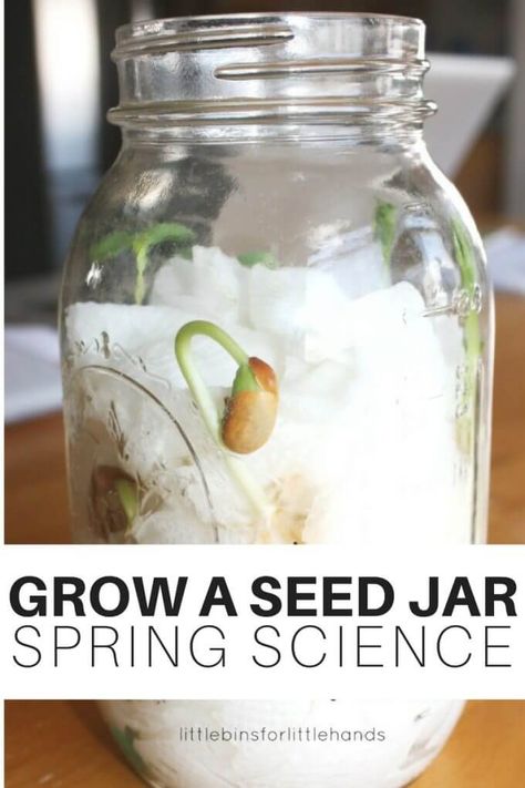 Make an easy seed jar for Spring science to watch how plants grow! Get a close up view of plant growth in a homemade seed jar. Earth science for kids! Science Project Ideas Elementary, Spring Project Kindergarten, Life Science Preschool Activities, Large Yogurt Container Crafts, Seed Projects For Preschoolers, Life Cycle Science Activities, Life Cycle Science Experiments, Seed Life Cycle Preschool, Nature Science Activities For Kids