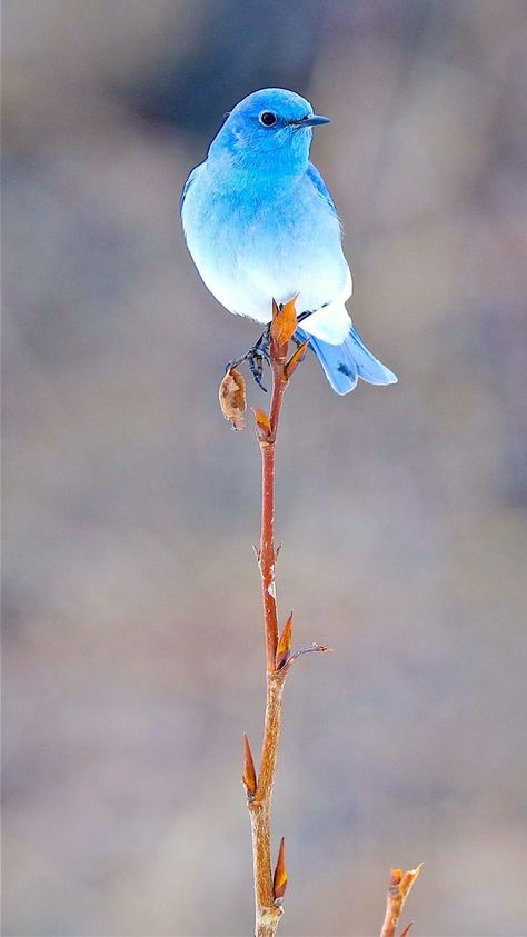 Claudio Rodrigues adlı kullanıcının The Last Planet panosundaki Pin | Nadide hayvanlar, Sanatsal baskı, Hayvan Interesting Animal Photography, Most Beautiful Birds In The World, Most Beautiful Cat, Beautiful Cat Breeds, Pretty Animals, Like Animals, Bird Pictures, Exotic Birds, Pretty Birds