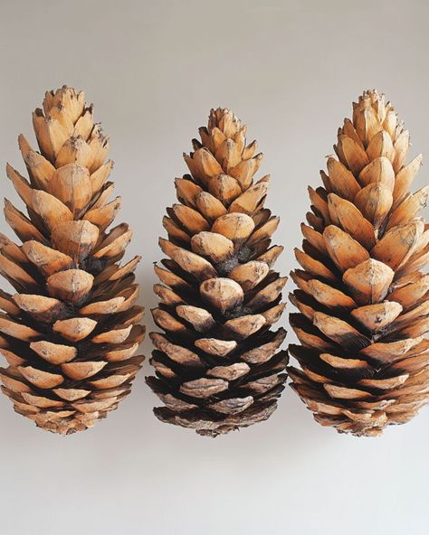 Lady collects 3 giant pine cones, creates stunning window decor Huge Pinecone Crafts, Extra Large Pinecones Ideas, Giant Pine Cone Crafts, Large Pine Cone Crafts Ideas, Large Pinecones Ideas, Large Pinecone Crafts, Giant Pine Cones, Pinecone Centerpiece, Large Pine Cones